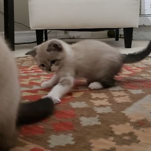 Meet your Posher, Fidaa